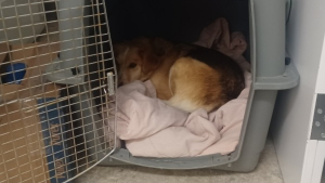 Illustration : Disparue lors du passage d'un typhon, une chienne refait surface 3 mois plus tard mais avec toute une famille derrière