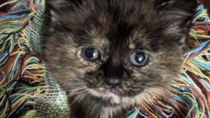 Illustration : Retrouvée recouverte de glace et à peine visible sous la neige, cette minuscule chatte écaille de tortue doit sa survie à la chaleur des mains de son sauveur