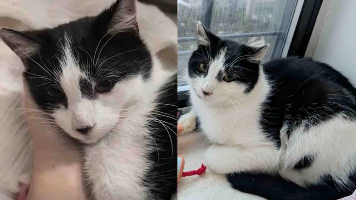 Illustration : "Rencontré lors d’un virulent épisode de neige, ce chat atteint d’une infection respiratoire dévoile sa douce personnalité auprès de sa famille d’accueil"