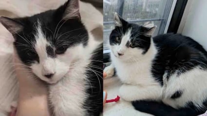 Illustration : Rencontr&eacute; lors d&rsquo;un virulent &eacute;pisode de neige, ce chat atteint d&rsquo;une infection respiratoire d&eacute;voile sa douce personnalit&eacute; aupr&egrave;s de sa famille d&rsquo;accueil