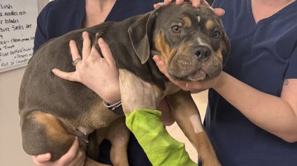 Illustration : Trouv&eacute;e dans un foss&eacute;, cette chienne bless&eacute;e se montre affectueuse et enjou&eacute;e, malgr&eacute; les &eacute;preuves endur&eacute;es
