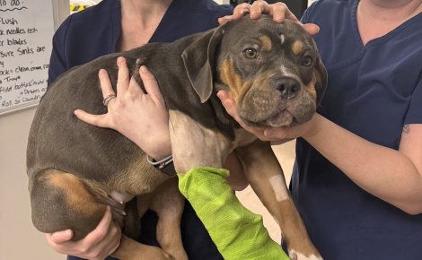 Trouvée dans un fossé, cette chienne blessée se montre affectueuse et enjouée, malgré les épreuves endurées