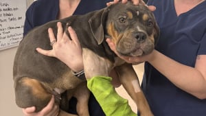 Illustration : "Trouvée dans un fossé, cette chienne blessée se montre affectueuse et enjouée, malgré les épreuves endurées"