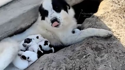 Illustration : Elle pensait sauver 4 chiens dans un verger, mais en d&eacute;couvre 9 de plus et refuse d'en abandonner un seul