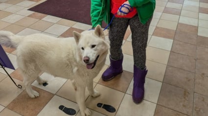 Illustration : Un refuge accueille un chien errant pour lui donner une seconde chance, mais d&eacute;couvre que sa famille le cherche depuis un an