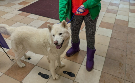 Un refuge accueille un chien errant pour lui donner une seconde chance, mais découvre que sa famille le cherche depuis un an