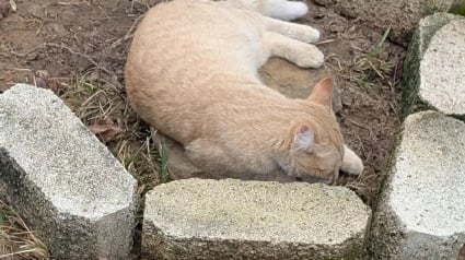 Illustration : Apr&egrave;s avoir enterr&eacute; sa chatte &acirc;g&eacute;e, il d&eacute;couvre son jeune cong&eacute;n&egrave;re endeuill&eacute; couch&eacute; des heures sur la terre fra&icirc;che