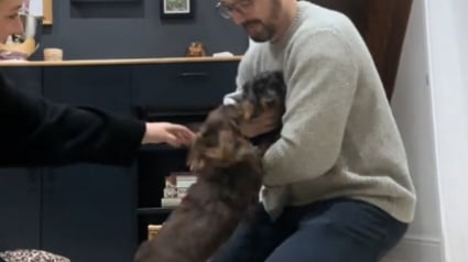 Illustration : Quand la porte s'ouvre et son nouveau petit fr&egrave;re appara&icirc;t, cette chienne ne tient plus en place (vid&eacute;o)