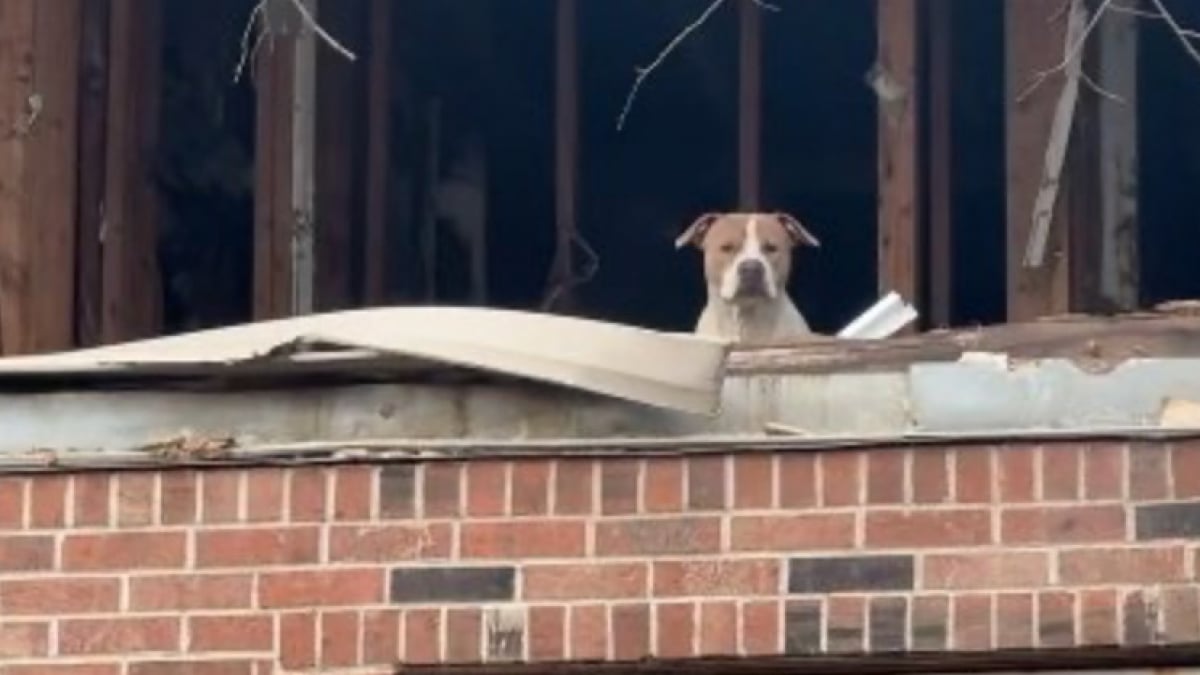 Illustration : "Un chien abandonné à la veille d’une tempête de neige supplie une équipe de sauveteurs depuis le premier étage d’une maison délabrée (vidéo)"