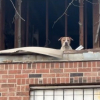 Illustration : Un chien abandonn&eacute; &agrave; la veille d&rsquo;une temp&ecirc;te de neige supplie une &eacute;quipe de sauveteurs depuis le premier &eacute;tage d&rsquo;une maison d&eacute;labr&eacute;e (vid&eacute;o)