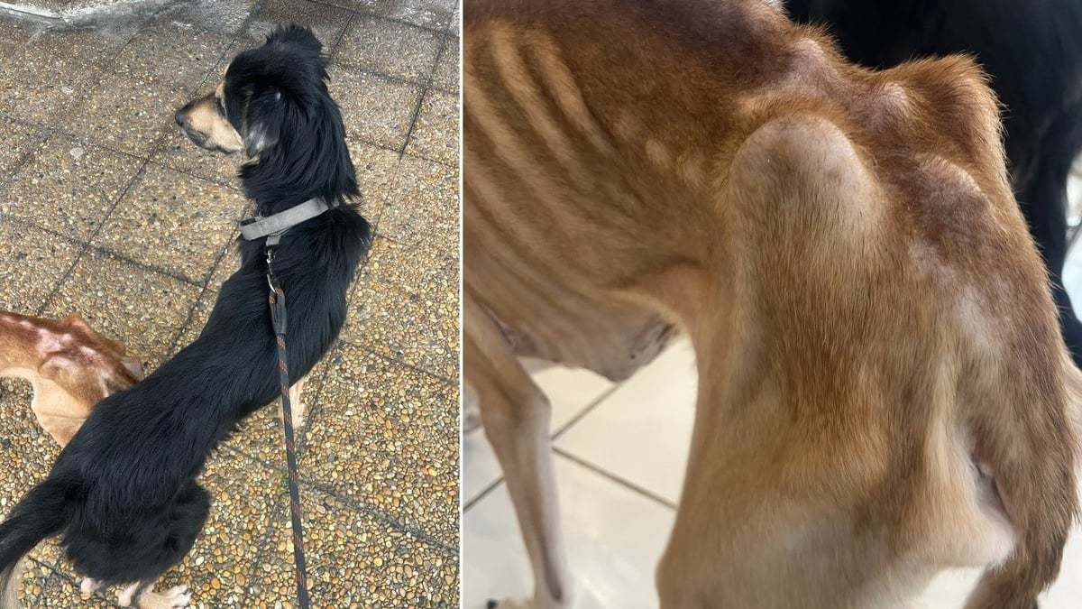 Illustration : "Retirés à leur propriétaire malgré son refus, 2 chiens faméliques reprennent espoir en attendant qu'on leur trouve un foyer"