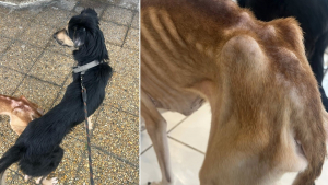 Illustration : Retir&eacute;s &agrave; leur propri&eacute;taire malgr&eacute; son refus, 2 chiens fam&eacute;liques reprennent espoir en attendant qu'on leur trouve un foyer