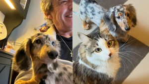 Illustration : La famille de Jean-Luc Reichmann s'agrandit, l'animateur présente le chiot qu'il a adopté car 