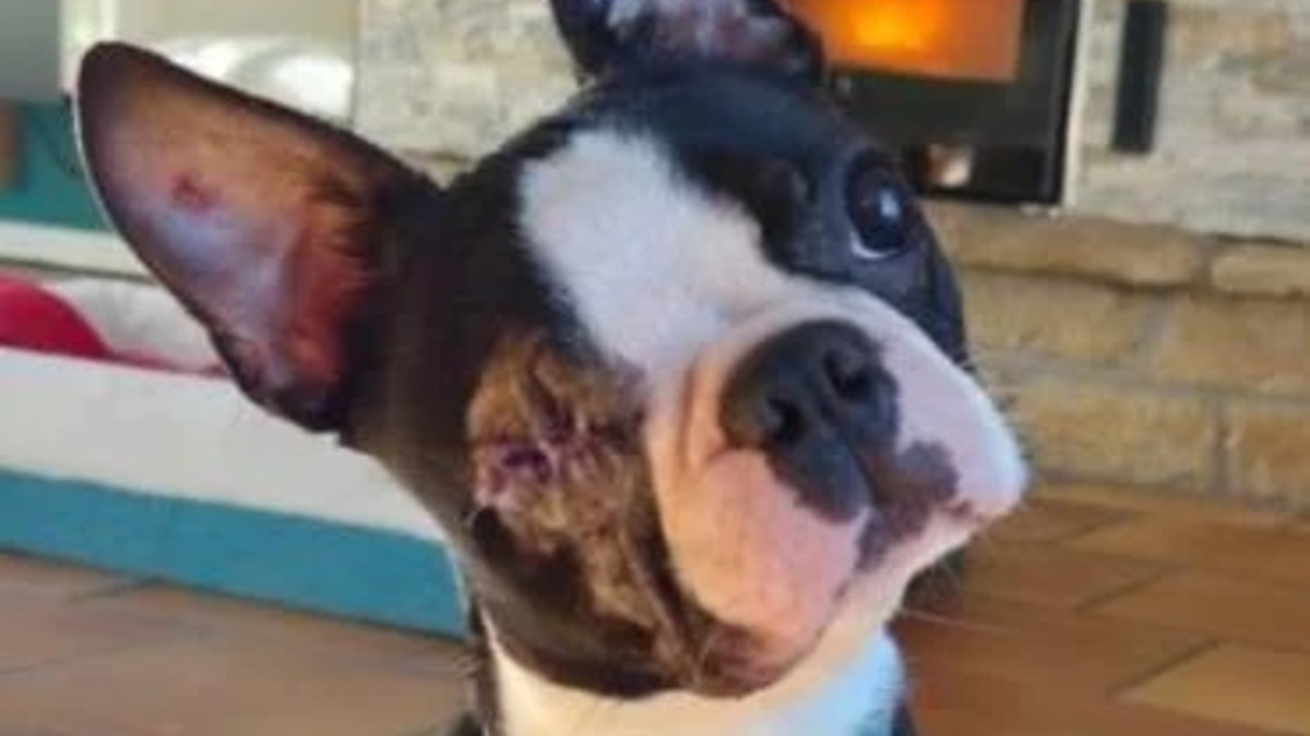 Illustration : "Rescapé d'un élevage insalubre, ce Boston Terrier borgne se prépare pour un nouveau départ aux côtés d'une congénère sourde"