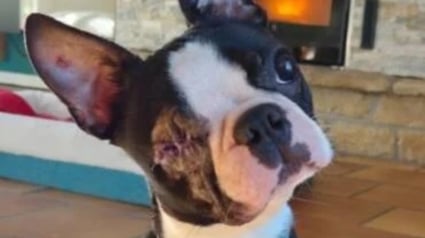 Illustration : Rescap&eacute; d'un &eacute;levage insalubre, ce Boston Terrier borgne se pr&eacute;pare pour un nouveau d&eacute;part aux c&ocirc;t&eacute;s d'une cong&eacute;n&egrave;re sourde