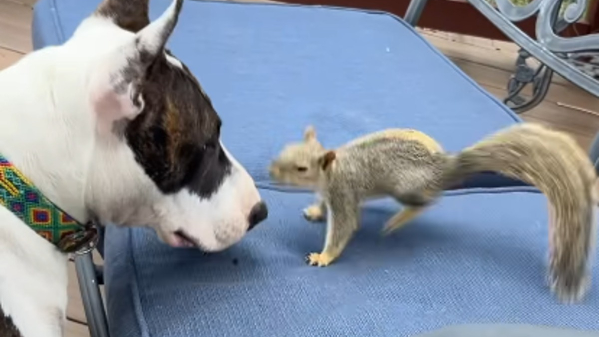 Illustration : "Relâché dans la forêt par ses maîtres, cet écureuil revient chaque matin à la fenêtre pour jouer avec sa meilleure amie canine"