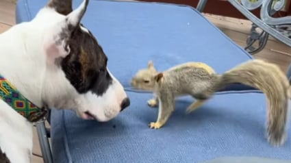 Illustration : Rel&acirc;ch&eacute; dans la for&ecirc;t par ses ma&icirc;tres, cet &eacute;cureuil revient chaque matin &agrave; la fen&ecirc;tre pour jouer avec sa meilleure amie canine