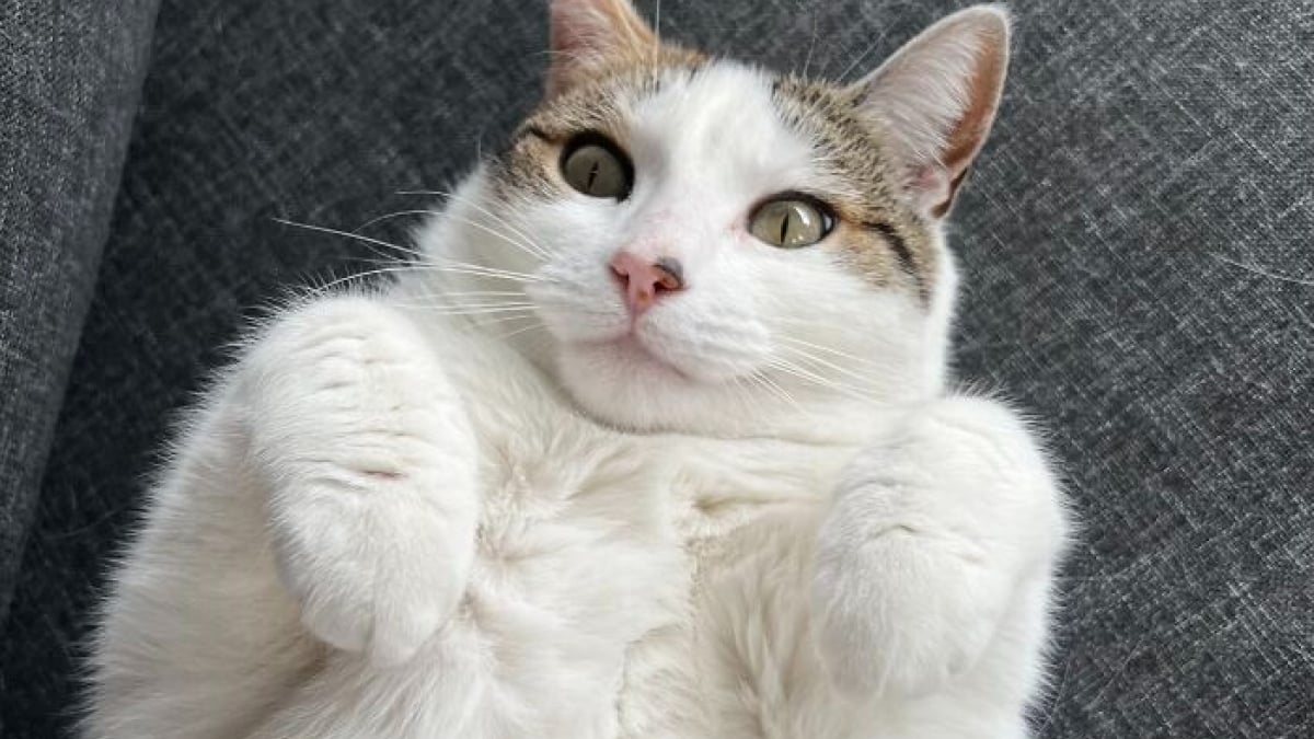 Illustration : "15 photos de chats qui prouvent qu’on peut voyager loin grâce au cat-sitting"