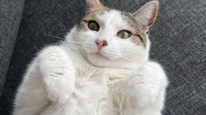 Illustration : 15 photos de chats qui prouvent qu&rsquo;on peut voyager loin gr&acirc;ce au cat-sitting