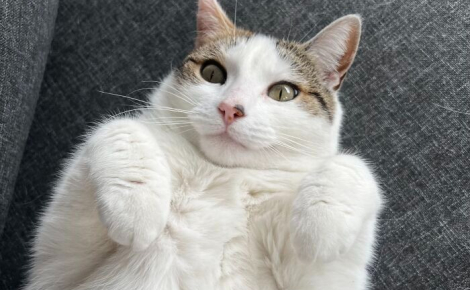 15 photos de chats qui prouvent qu’on peut voyager loin grâce au cat-sitting