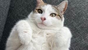 Illustration : "15 photos de chats qui prouvent qu’on peut voyager loin grâce au cat-sitting"