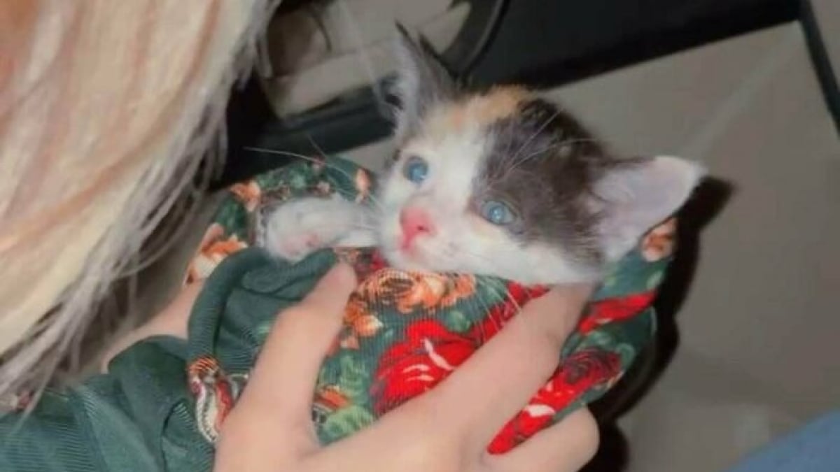 Illustration : "15 chats et chiens abandonnés qui ont tout juste trouvé une nouvelle famille"