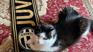 Illustration : "15 chats qui se sont pris pour les stars des petites annonces"