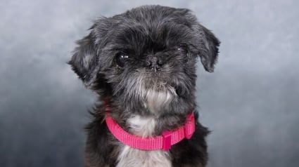 Illustration : 12 portraits touchants de chiens s&eacute;niors secourus par un sanctuaire sp&eacute;cialis&eacute; dans leur adoption