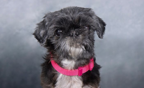 12 portraits touchants de chiens séniors secourus par un sanctuaire spécialisé dans leur adoption