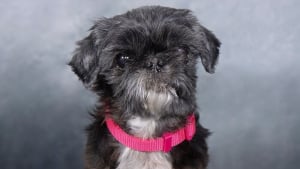 Illustration : 12 portraits touchants de chiens s&eacute;niors secourus par un sanctuaire sp&eacute;cialis&eacute; dans leur adoption