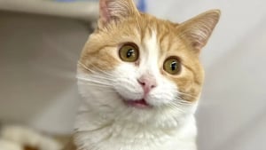 Illustration : Ce chat au 