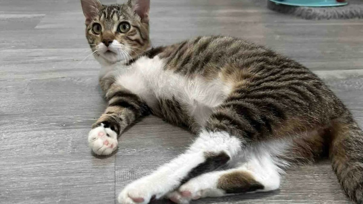 Illustration : "« Une source d'inspiration », un chaton trouvé dans un moteur de voiture et amputé d’une patte n’a jamais perdu sa joie de vivre"
