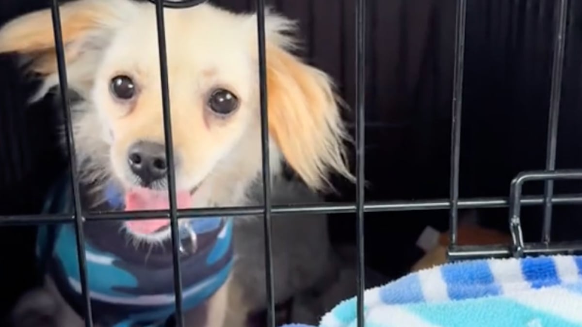 Illustration : "Rejeté par sa famille après identification, ce chien errant trouve une âme bienveillante prête à l'aimer (vidéo)"