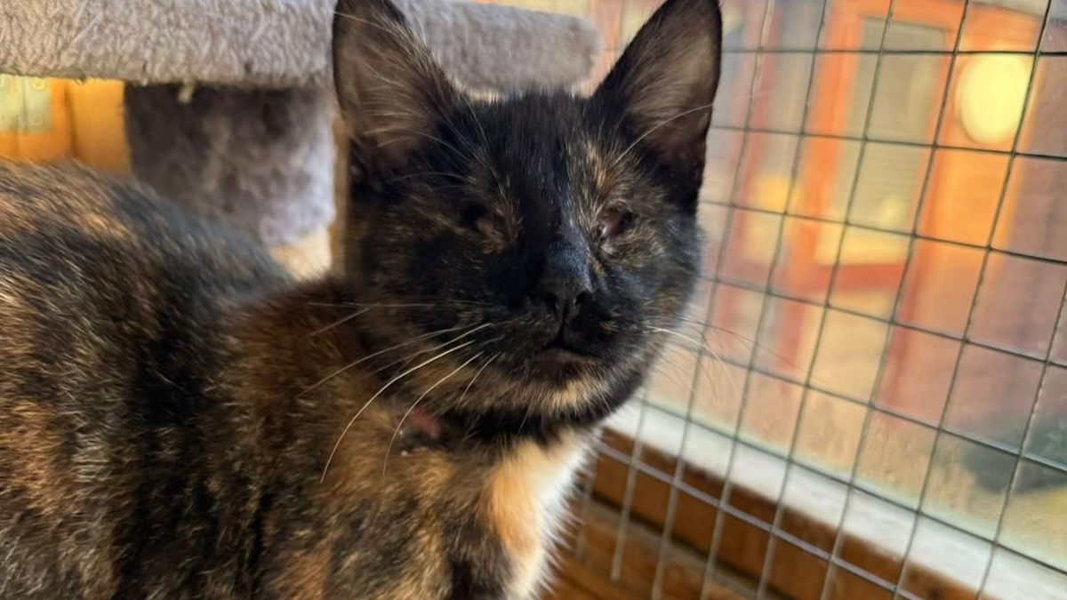 Illustration : "Aveugle de naissance et abandonnée, cette chatte est la plus affectueuse que le refuge ait jamais connue"