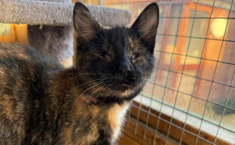 Aveugle de naissance et abandonnée, cette chatte est la plus affectueuse que le refuge ait jamais connue
