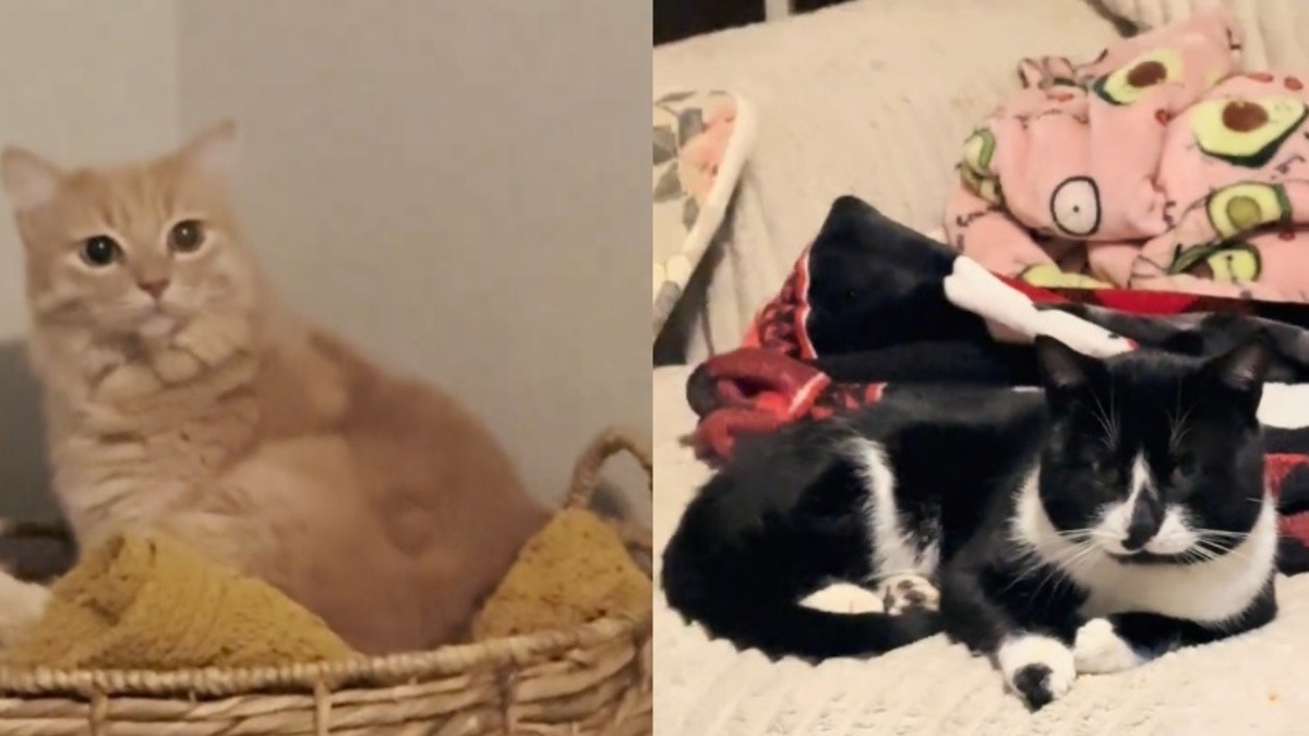 Illustration : "Pendant une tempête de neige, elle ouvre sa porte à un félin errant malgré le regard désapprobateur de son propre chat (vidéo)"