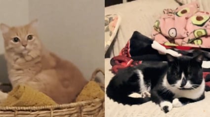 Illustration : Pendant une temp&ecirc;te de neige, elle ouvre sa porte &agrave; un f&eacute;lin errant malgr&eacute; le regard d&eacute;sapprobateur de son propre chat (vid&eacute;o)