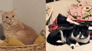 Illustration : Pendant une tempête de neige, elle ouvre sa porte à un félin errant malgré le regard désapprobateur de son propre chat (vidéo)