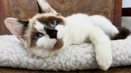 Illustration : Reconnaissante envers sa bienfaitrice qui ne l&rsquo;a jamais abandonn&eacute;e, cette chatte lui fait un dernier c&acirc;lin avant de rejoindre sa nouvelle famille (vid&eacute;o)