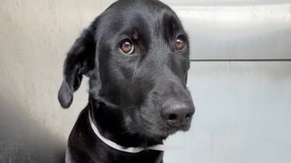 Illustration : Abandonn&eacute;e en raison d&rsquo;un &laquo; emploi du temps charg&eacute; &raquo;, cette chienne tremblante de peur au refuge retrouve sa joie de vivre gr&acirc;ce &agrave; l&rsquo;adoption (vid&eacute;o)