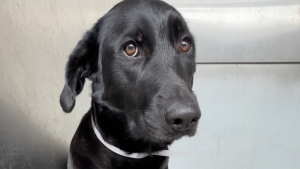 Illustration : Abandonnée en raison d’un « emploi du temps chargé », cette chienne tremblante de peur au refuge retrouve sa joie de vivre grâce à l’adoption (vidéo)