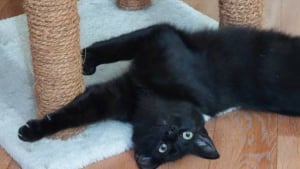 Illustration : 8 chats &agrave; l&rsquo;adoption &agrave; qui vous pouvez offrir une seconde chance