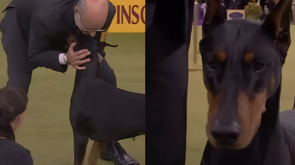 Illustration : Salu&eacute;e pour sa gr&acirc;ce, cette femelle Dobermann a &eacute;bloui le jury et surpass&eacute; 3000 concurrents pour d&eacute;crocher ce titre prestigieux