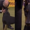 Illustration : Salu&eacute;e pour sa gr&acirc;ce, cette femelle Dobermann a &eacute;bloui le jury et surpass&eacute; 3000 concurrents pour d&eacute;crocher ce titre prestigieux