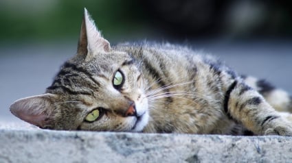 Illustration : "Il s&rsquo;est remis &agrave; s&rsquo;amuser avec comme avant", le retour inesp&eacute;r&eacute; d'un chat introuvable depuis 2 ans et recueilli par une gendarme