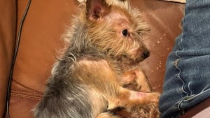 Illustration : Endolorie et terrifi&eacute;e apr&egrave;s avoir &eacute;t&eacute; jet&eacute;e aux ordures, une chienne aux pattes d&eacute;form&eacute;es s'ouvre timidement &agrave; la tendresse