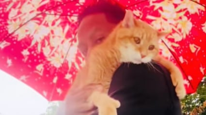 Illustration : Atteint d'une maladie neurod&eacute;g&eacute;n&eacute;rative, un chat de 21 ans s'accroche de toutes ses forces &agrave; son ma&icirc;tre pour oublier sa peur le temps d'une averse (vid&eacute;o)