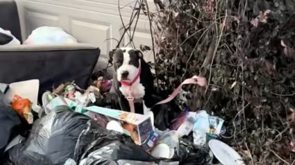 Illustration : &laquo; Jet&eacute;e comme un d&eacute;chet &raquo;, cette petite Pitbull abandonn&eacute;e d&eacute;couvre enfin la s&eacute;curit&eacute; et le bonheur sur un canap&eacute; moelleux (vid&eacute;o)