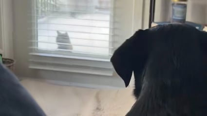 Illustration : Un Labrador tombe instantan&eacute;ment amoureux d&rsquo;une chatte errante et tente chaque jour de devenir son ami en lui offrant ses jouets (vid&eacute;o)