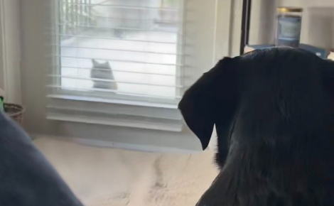Un Labrador tombe instantanément amoureux d’une chatte errante et tente chaque jour de devenir son ami en lui offrant ses jouets (vidéo)